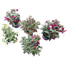 Vijf fuchsia planten in potten