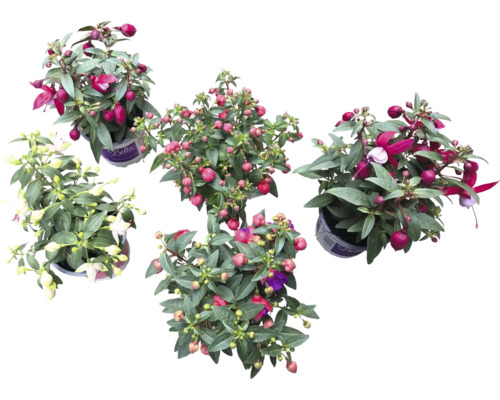 Vijf fuchsia planten in potten