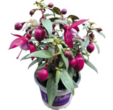 Fuchsia in pot