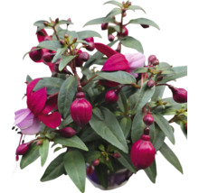 Fuchsia plant met rode en paarse bloemen in een pot
