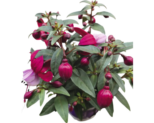 Fuchsia plant met rode en paarse bloemen in een pot