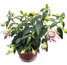 Fuchsia plant in pot met bloemen en knoppen