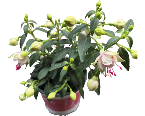 Fuchsia plant in pot met bloemen en knoppen