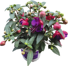 Fuchsia plant in pot met groene bladeren en rode bloemen