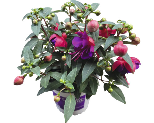 Fuchsia plant in pot met groene bladeren en rode bloemen