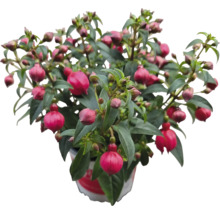 Fuchsia plant in pot met groene bladeren en roze bloemen