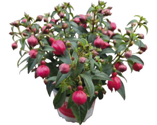 Fuchsia plant in pot met groene bladeren en roze bloemen