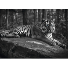 Zwart-witte tijger rust op een rots