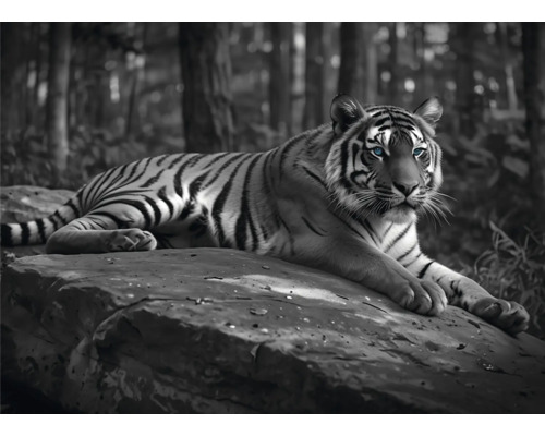THE WALL Decopaneel Tijger op de rots 136x98 cm Zwart-witte tijger rust op een rots