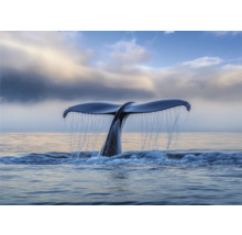 Walvisvin duikt in de oceaan