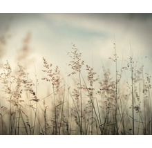 Close-up van siergrassen in de tuin