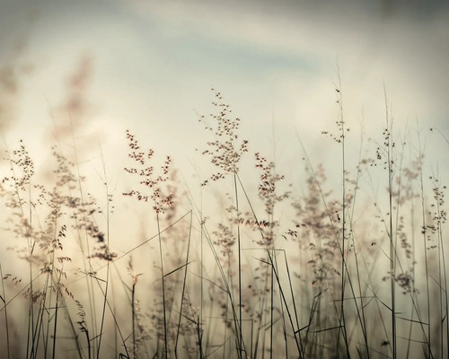 THE WALL Decopaneel Koren in de wind 50x40 cm Close-up van siergrassen in de tuin