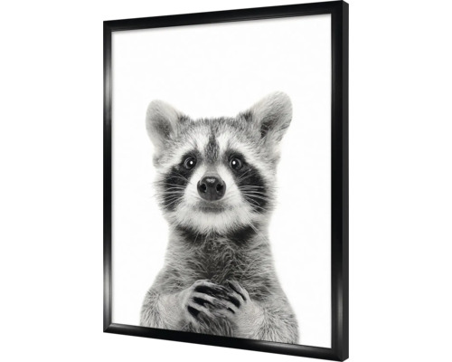 Zwart-wit poster van een wasbeer in lijst