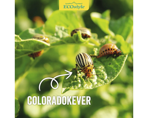 Colorado kevers op bladeren van planten