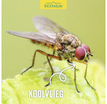 ECOSTYLE Aaltjes tegen de larven van de koolvlieg goed voor 60 m²
