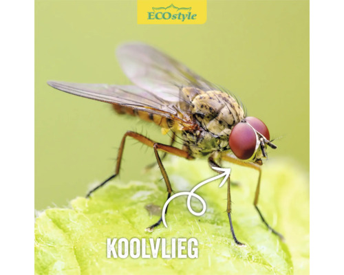 Koolvlieg op een blad