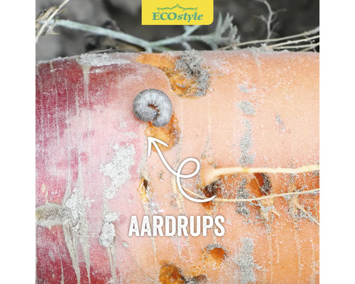 Wortel met schade door wormen en een worm