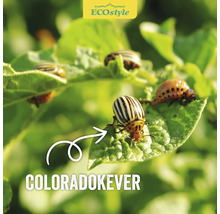 Aardappelkevers op een aardappelblad