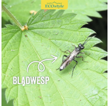 Bladwesp op een blad