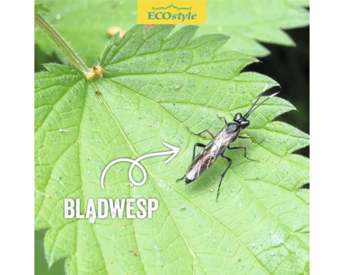 Bladwesp op een blad