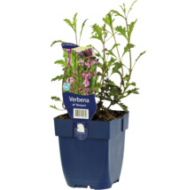 Verbena plant in een pot