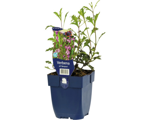 Verbena plant in een pot