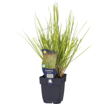 Herfst sikkelkruid in pot