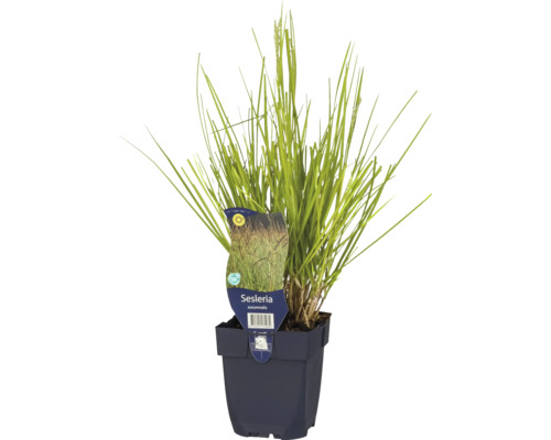 FLORASELF Blauwgras Sesleria autumnalis Ø 11 cm