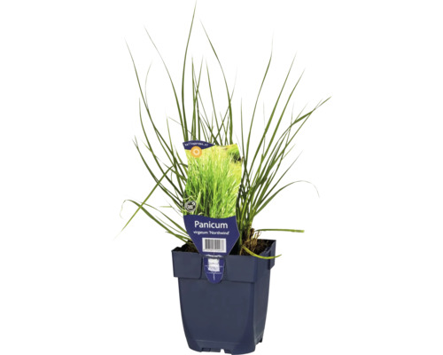 FLORASELF Vingergras Panicum virgatum 'Northwind' Ø 11 cm