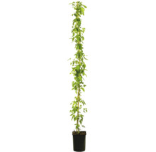 Hopplant in pot met klimhulp