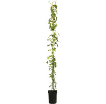 Klimroos in pot met klimhulp