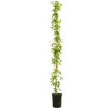 Hopplant in pot met klimhulp