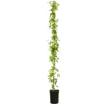 Hoopplant in pot met klimhulp