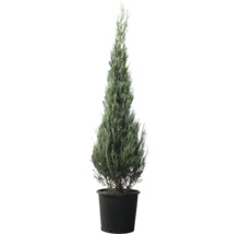 Zuilcipres in een pot