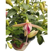 Fuchsia bloem in een pot