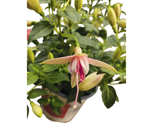Fuchsia bloem in een pot