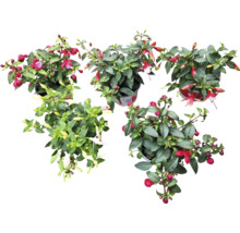 Fuchsia''s in potten, bovenaanzicht