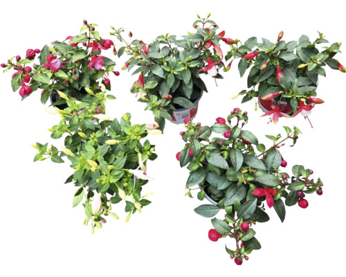 FLORASELF Bellenplant Fuchsia-Cultivars potmaat Ø 10.5 cm