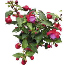 Fuchsia in een pot met groene bladeren en bloemen