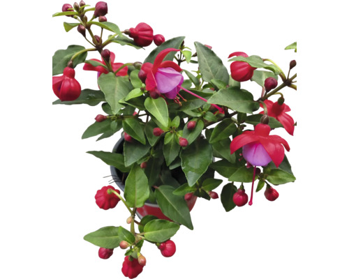 Fuchsia in een pot met groene bladeren en bloemen