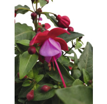 Fuchsia bloem met groene bladeren