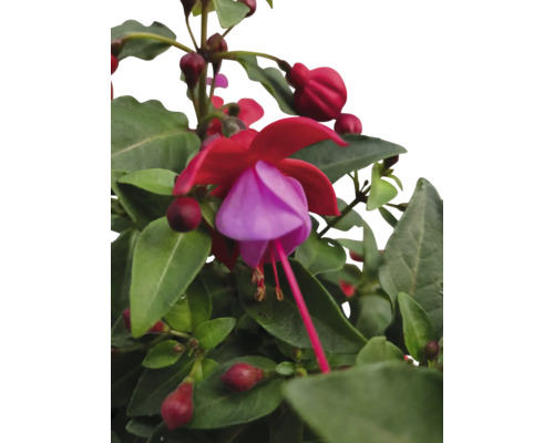 Fuchsia bloem met groene bladeren
