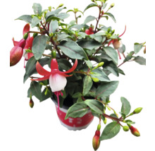 Fuchsia plant in pot met rode en witte bloemen