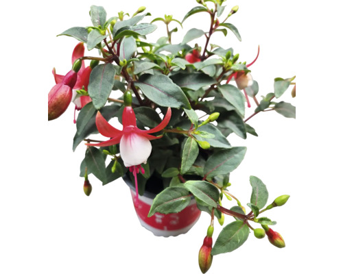 Fuchsia plant in pot met rode en witte bloemen