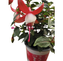 Fuchsia plant met rode en witte bloemen in pot