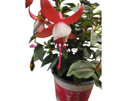 Fuchsia plant met rode en witte bloemen in pot