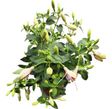 Fuchsia in pot met groene bladeren en bloemknoppen