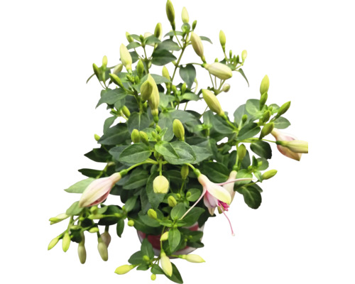 Fuchsia in pot met groene bladeren en bloemknoppen