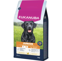 Eukanuba Junior droog hondenvoer voor grote rassen vanaf 14 maanden met verse kip, 12 kilogram