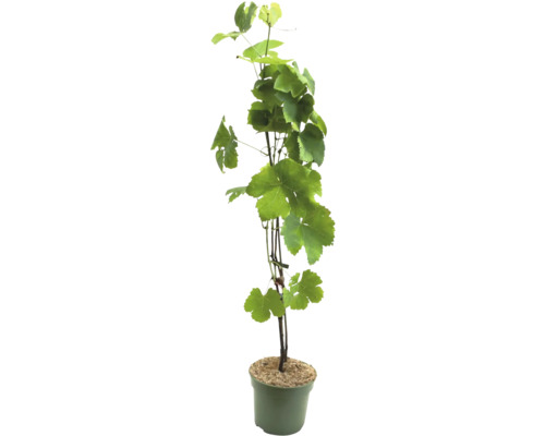 Wijnstok in pot met groene bladeren